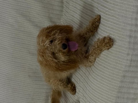 Dişi tüm aşıları tam toy poodle