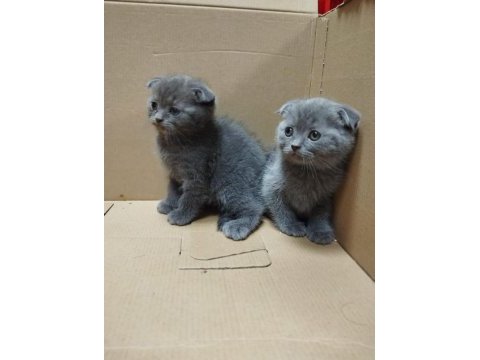Dişi ve erkek scottish fold bebekler