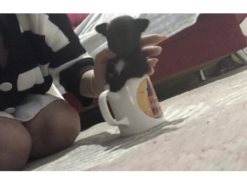 Kendi chihuahua kızımın yavruları
