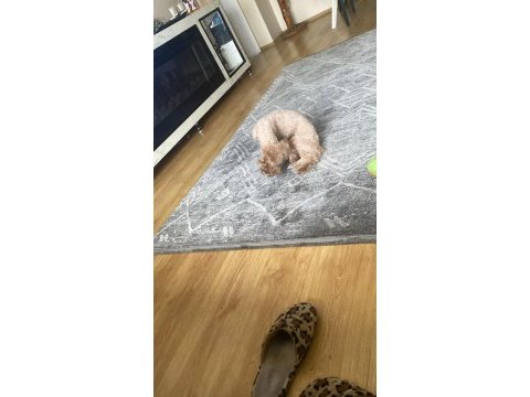 Toy poodle cinsi köpeğimiz yani sahibini arıyor