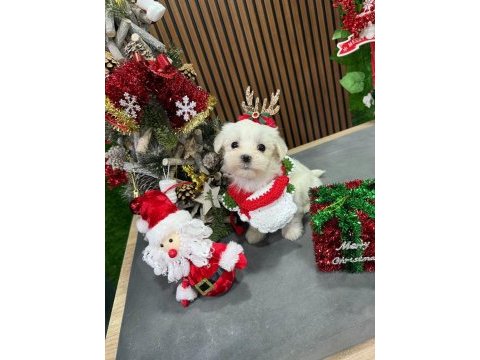Sevimli maltese terrier