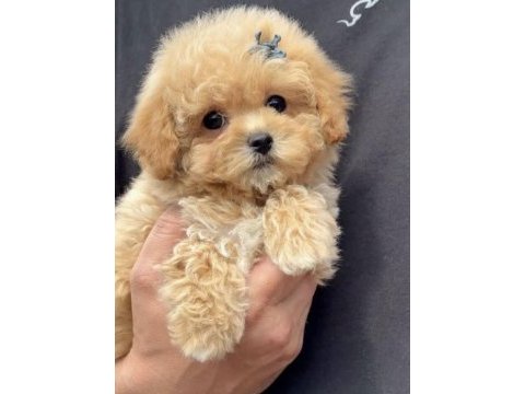 Toy poodle köpeğimiz