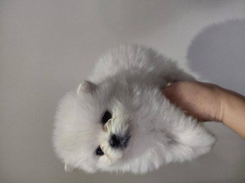 Pomeranian minik surat