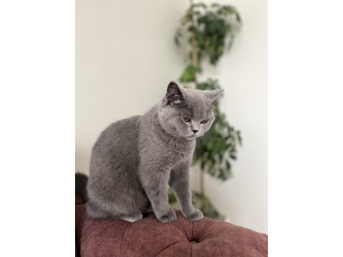 Ayı kafa british shorthair