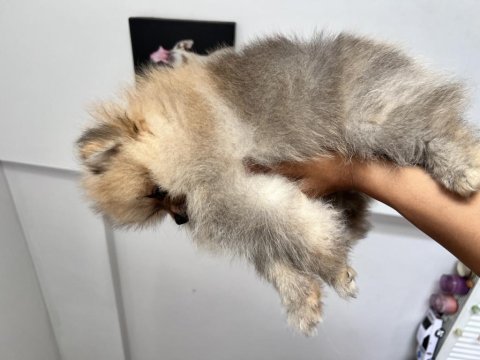 Ayı surat pomeranian kızımız