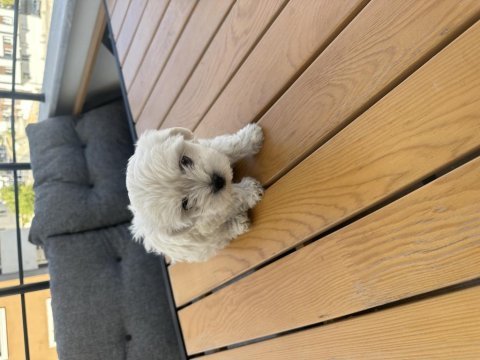 Maltese terrier 2 aylık