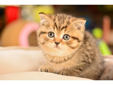 Show kalite black golden british shorthair 