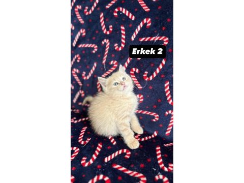 8 tane biblo scottish fold yavrularımız