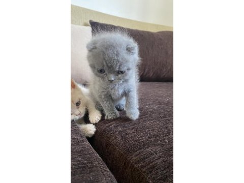 Son british shorthair yavrular yeni yuvalarını arıyoruz