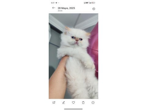 İran kedisi longhair dişi