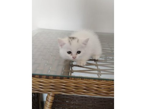 Show kalite british shorthair