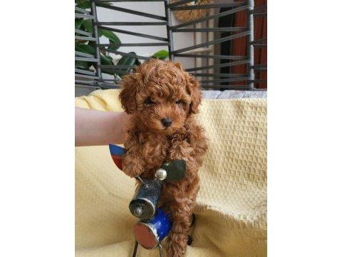 0-3 aylık toy poodle yavrular