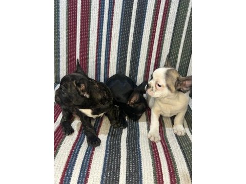 A kalite french bulldog yavrular