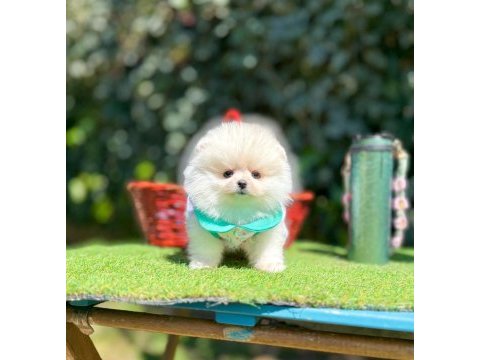 Safkan pomeranian boo yavrularımız