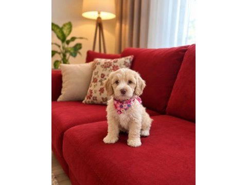 Maltipoo yavrular