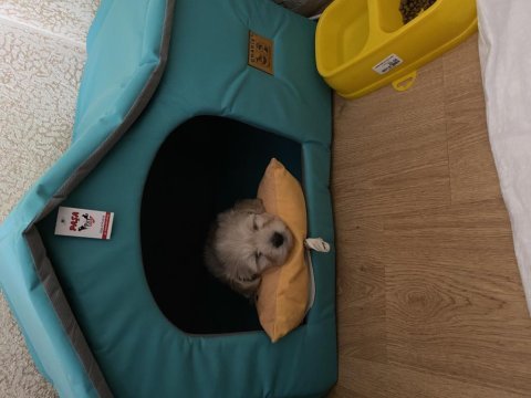 Maltipoo 3 aylık