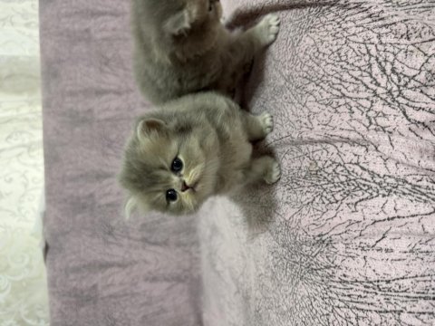 British longhair sevimli iki kardeş