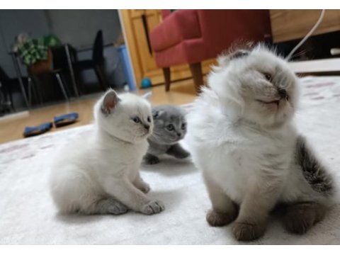 Sevimli scottish fold yavrular