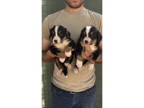 Bernese yavrularımız