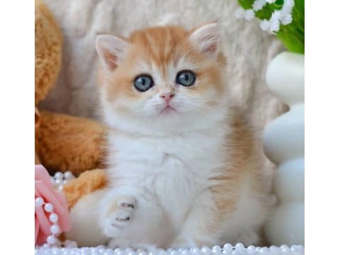 Güzellik timsali golden british shorthair