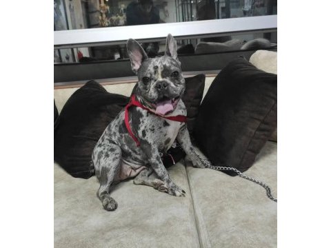 2 yaşında dişi french bulldog