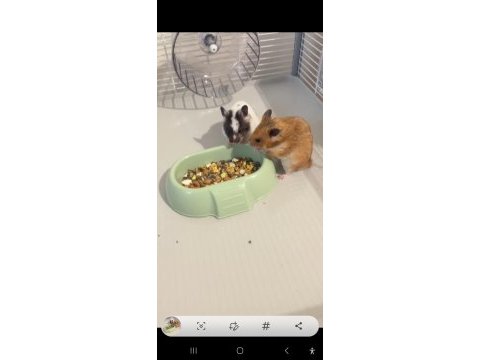 Ücretsiz yavru suriye hamster (evcil ısırmayan)