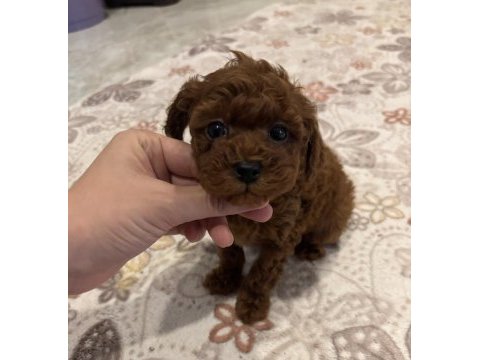 Yakışıklı erkek kore poodle yavrularım