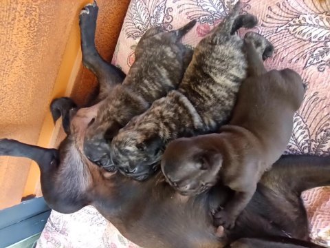 Safkan pug