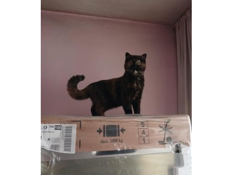 Sevimli ve uysal british shorthair