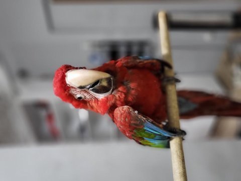 Bebek macaw papağanı