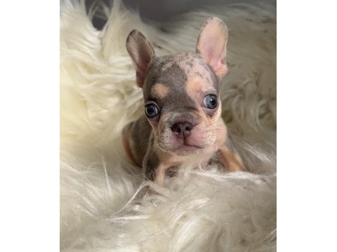Ev bakımı french bulldog yavrularım
