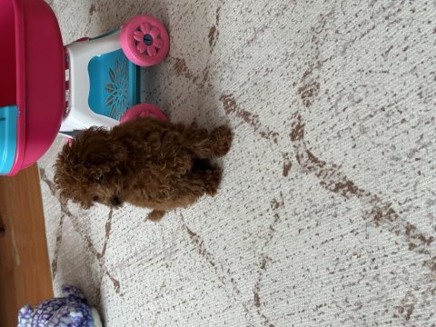 Kore tea cup poodle