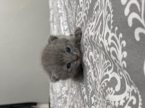 Yavru scottish fold bebeklerimize yuva