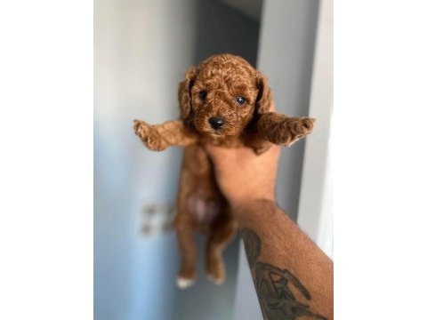 Toy poodle cinsi kıpkırmızı red mini boy