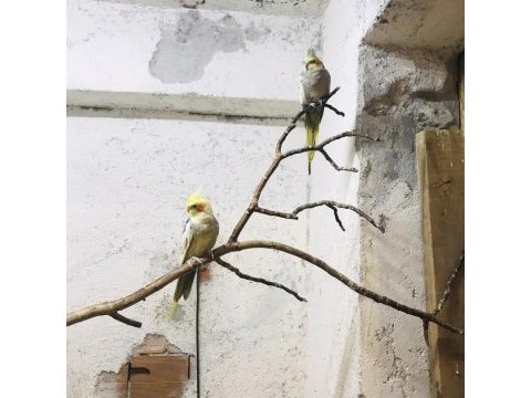 Konuşan uysal sultan papağanı