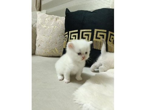 Sevimli british shorthair bebekler