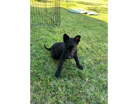 Safkan malinois yavrularımız