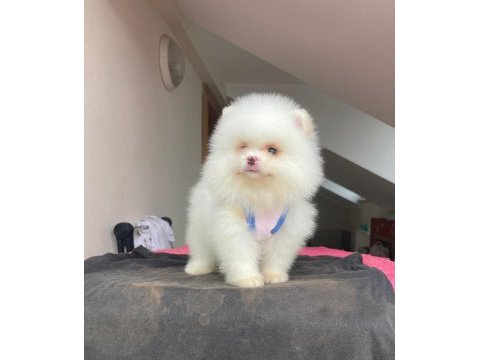 Irk ve sağlık garantili pomeranian boo