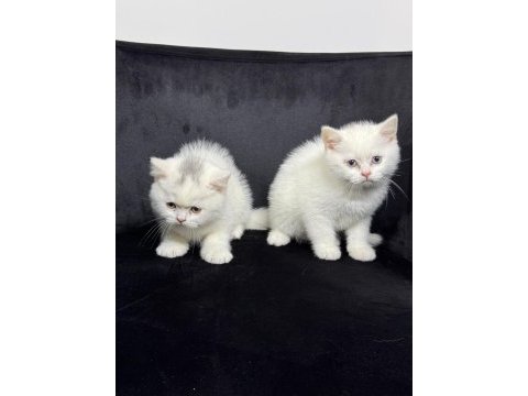 Koca kafa scottish fold bebekler