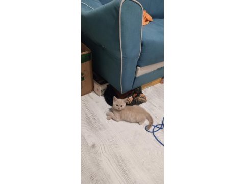 6 aylık aşıları tam erkek british shorthair