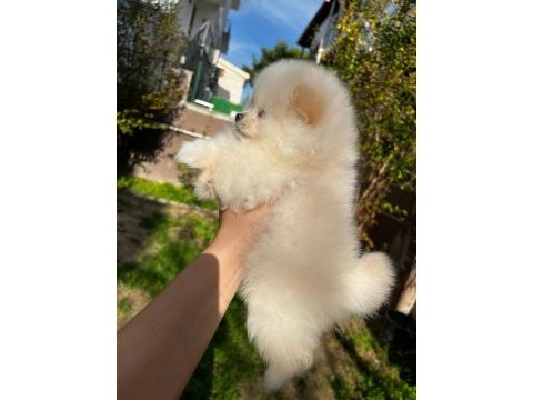 Sevimli pomeranian boo bebekler