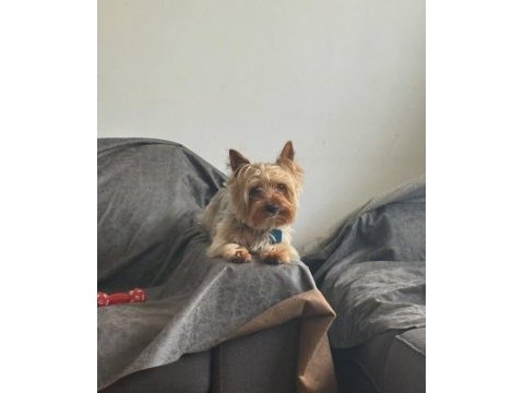 Uyguna köpeğimiz aşı masrafına verilecek
