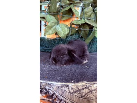 Safkan hollanda teddy lop tavşanlar