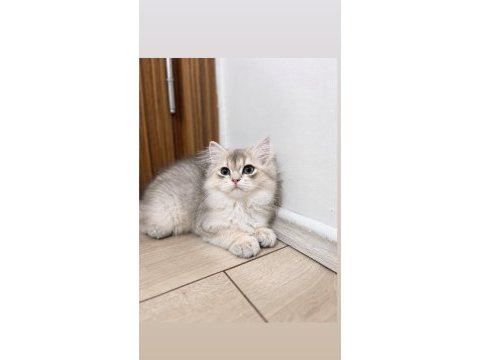 Golden british longhair erkek