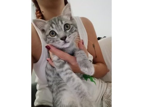 Sokağa atılan kedimiz çok korkuyor acil yuva