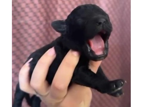 Safkan toy poodle yavrular