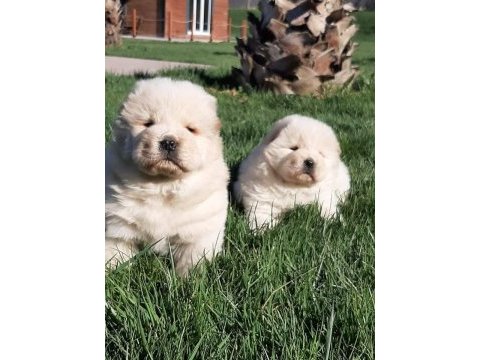 Çin aslanı yavrularımız (chow chow)