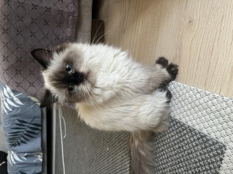 British longhair chocolate point kızımız ücretsiz