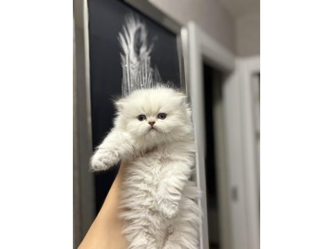 Beyaz brıtısh longhaır yavrularım 