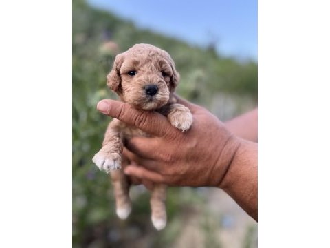 Toy poodle yavrumuz sahiplenmeye hazırdır